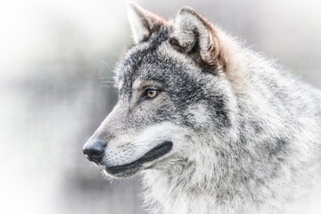  Scary dark gray wolf (Canis lupus) - obrazy, fototapety, plakaty