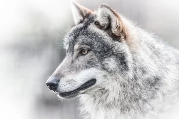 Wandcirkels aluminium Enge donkergrijze wolf (Canis lupus) © szczepank