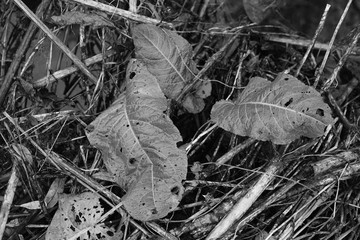 Nature winter scenic view