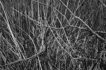 Nature winter scenic view