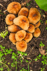 mushrooms in the meadow (forest, edible or inedible species of mushroom) concept. food background. copy space. Top view