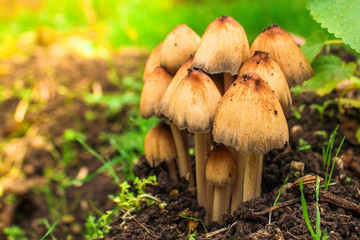 mushrooms in the meadow (forest, edible or inedible species of mushroom) concept. food background. copy space. Top view