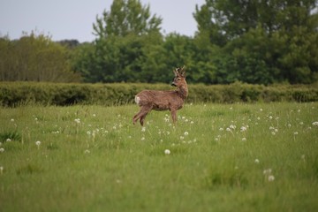 deer in the forest