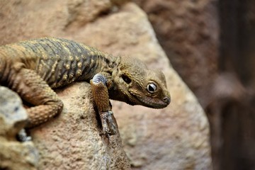 lizard on rock