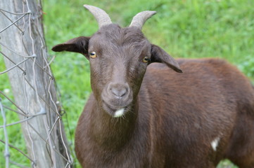 A goat in the pasture