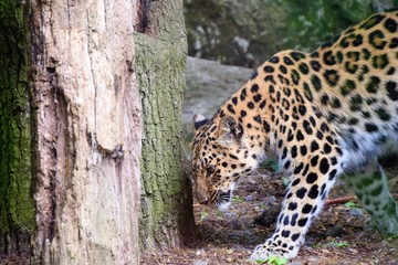leopard in tree