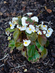 Begonia yellow and white just planted in boxes on the balcony