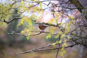 Robin2
