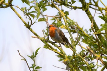 Robin
