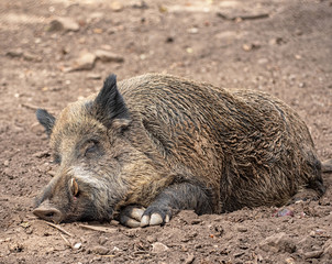 Sleeping wild boar in the park