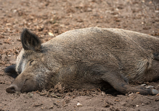 Sleeping wild boar in the park