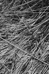 Nature winter scenic view