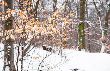 Pathway in the forest in winter