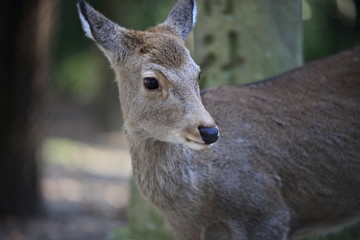 Nara Park in Nara Prefecture, Japan and the scenery of deer living in the park