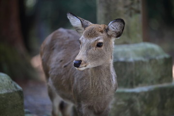 Nara Park in Nara Prefecture, Japan and the scenery of deer living in the park