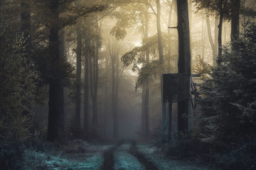 Sonnenlicht im Wald mit Nebel