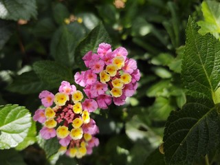 pink flowers in the garden