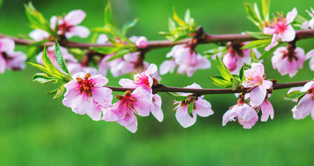 Pink peach flowers on light green blurred background_