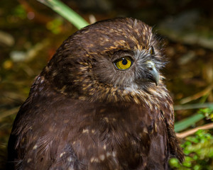 Morepork Owl