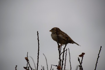 Fototapeta premium Pretty