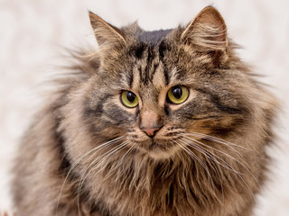 Portrait of a young brown fluffy cat with an interesting look_