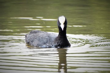 goose in water