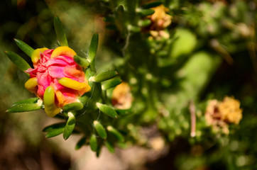 red cactus flower