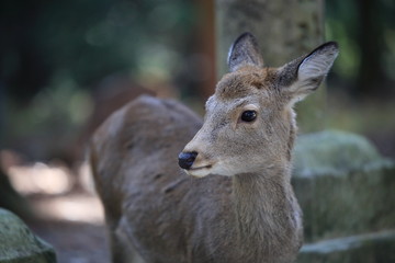 Nara Park in Nara Prefecture, Japan and the scenery of deer living in the park