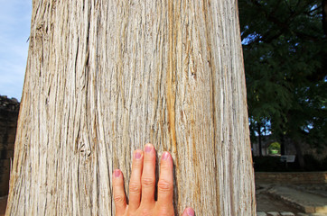 Ręka na drzewie