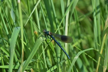 dragonfly on grass