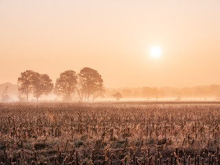 sunset over wheat field