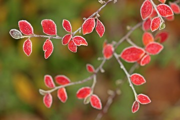 Cotoneaster in roter Herbstfärbung mit Raureif