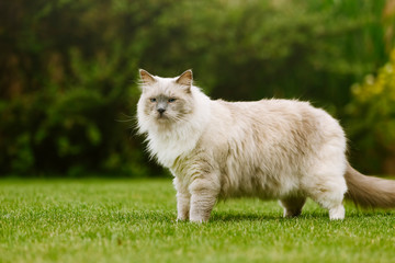 Naklejka na ściany i meble Ragdoll Tom Cat standing on a green grass and watching surroundings
