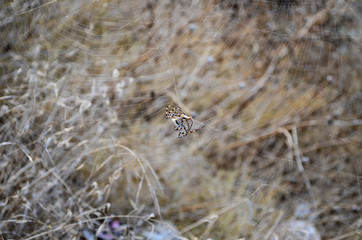 spider on the web