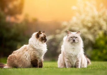 Naklejka na ściany i meble Ragdoll Cat friends sitting on a green grass