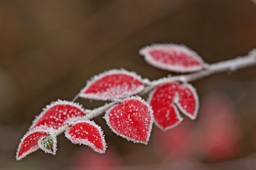 Cotoneaster in roter Herbstfärbung mit Raureif