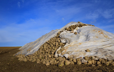 Freshly harvested sugar beets are piled up in a long line in the bare field, covered with clouds...