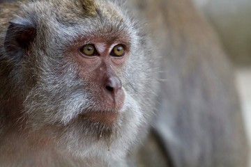 Macaque portrait, Bali, Indonesia 