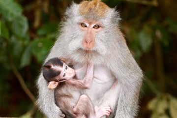 Mother macaque feeding her baby, Bali, Indonesia 