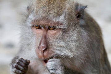Macaque face portrait, Bali, Indonesia 