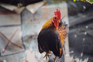rooster on farm © Putt_1983