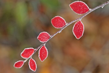 Cotoneaster in roter Herbstfärbung mit Raureif