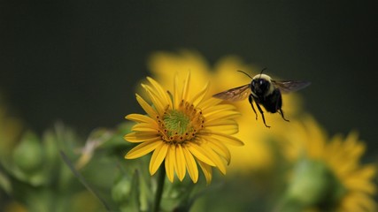 bumble bee flying towards a yellow flower