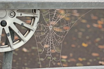 Spinnennetz mit Raureif an der Leitplanke