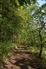 path in the forest
