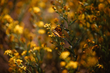 Bellissima farfalla tra i fiori gialli