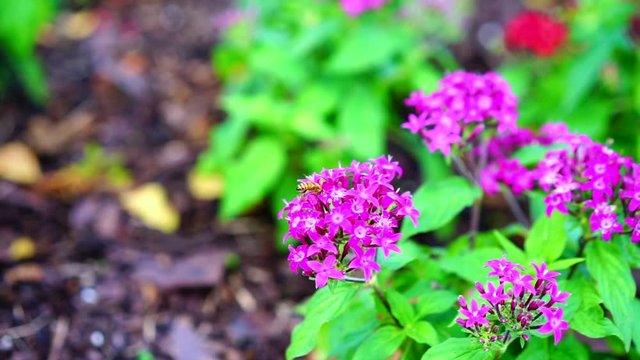 Bee is working on a Pentas lanceolata flower