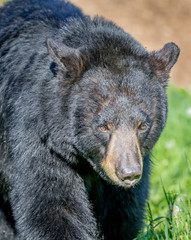 Close up of huge male black bear