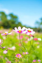 青空とコスモス