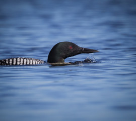 Common loon just rising from underwater of lake